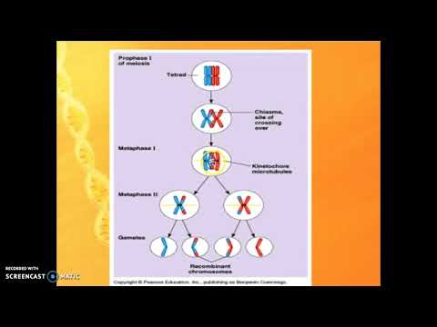 Ap Biology - Chapter 13, Part 3