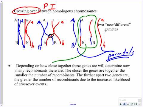 Mr. Walker's Biology 30: Chromosome Mapping