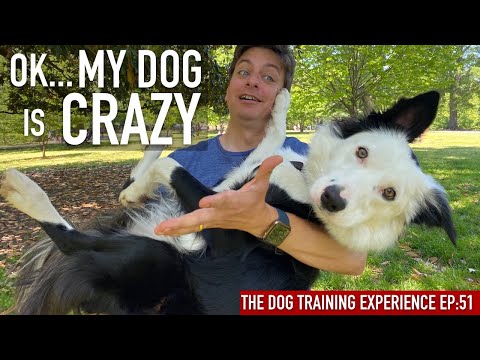 Check out my dog's new skills!