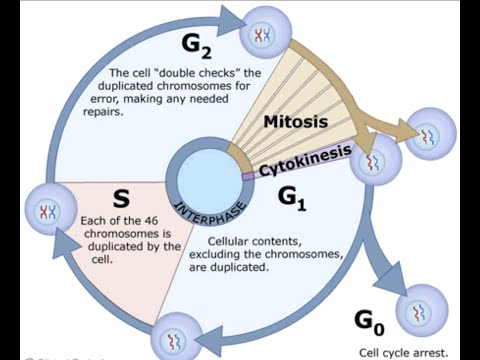 Biology Chapter 12 - The Cell Cycle