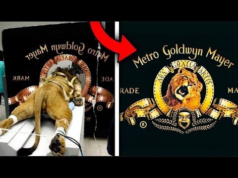 Top 10 Most Iconic Brand Logos of All Time | What A...