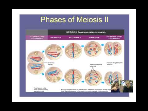 Cellular Reproduction - Meiosis.mp4