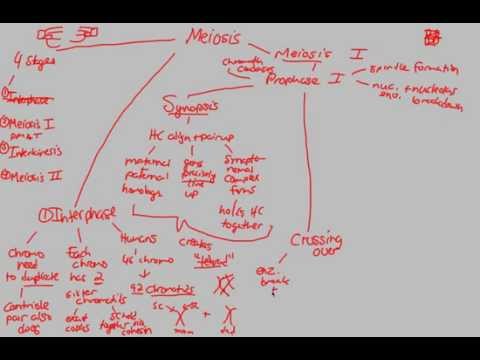 Meiosis - Meiosis I (P1) | BIALIGY.com