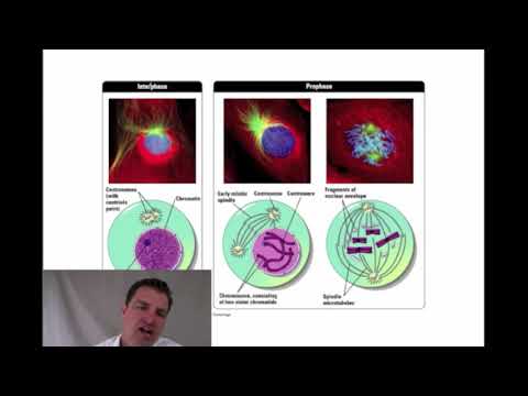 Lecture 8 - Mitosis and Meiosis