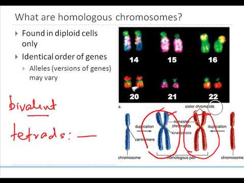 10 1 meiosis and sexual reproduction