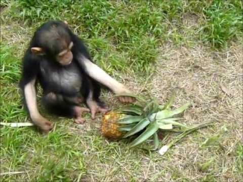 Baby chimp Juwa Kalole