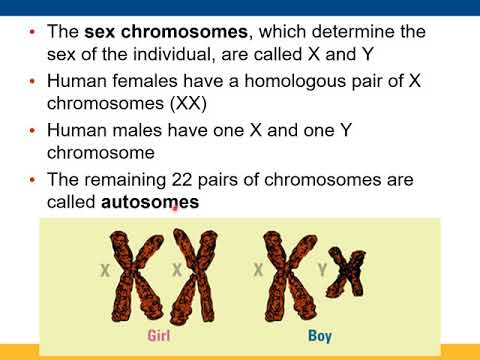 165-01 - 13a - Chapter 13, Meiosis & Sexual Life...