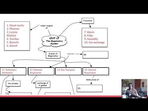 Respiratory System: Concept Map (Fri 3/27)