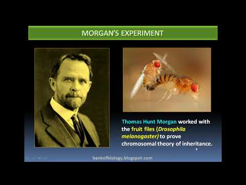 Principles of inheritance part 7: Chromosomal thery of...