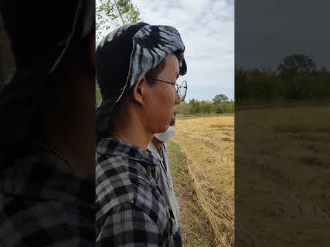 เกี่ยวข้าวครับพี่น้อง