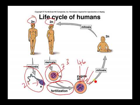 AP Biology Meiosis