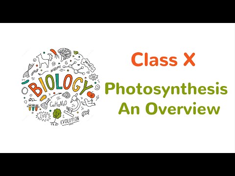 Photosynthesis - An Overview - " BIOLOGY CONCEPTS "...
