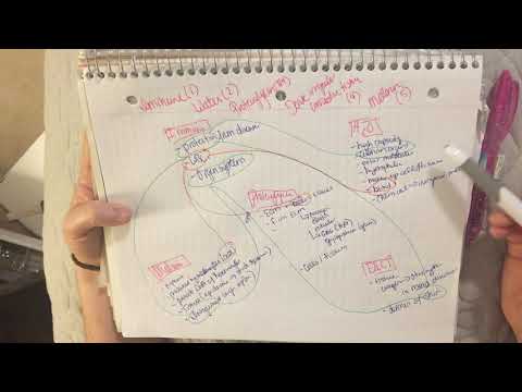 Concept Mapping for Anatomy & Physiology