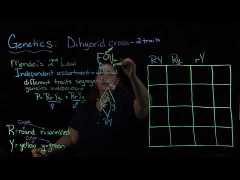 Genetics Dihybrid Cross