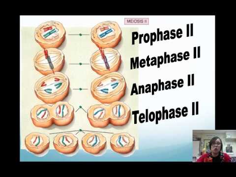 Meiosis Flipped Video Lecture