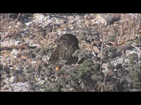 Mastering Biology - Darwin's Finches in Galapagos