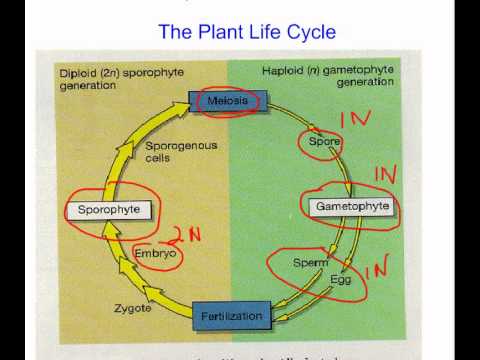 Evolution of Plants.mov
