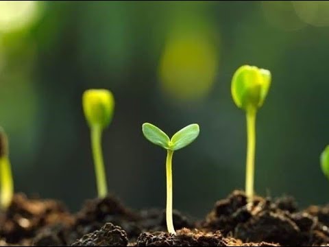 introduction to Your Eternal Seed (YES)