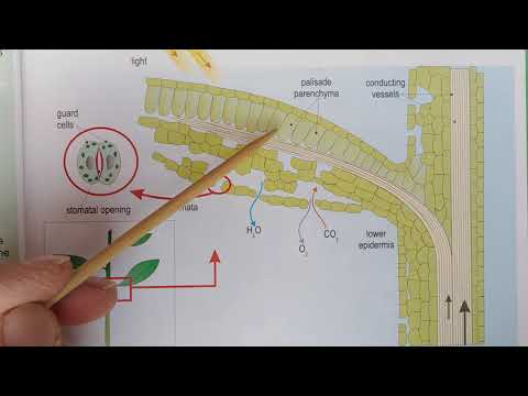 Grade 10 -Biology (Life science) Chapter 2 Concept map