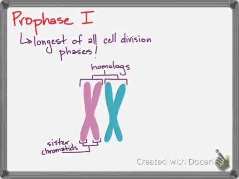 Cell Cycle 2-What Makes Meiosis Special? (Meiosis Part...