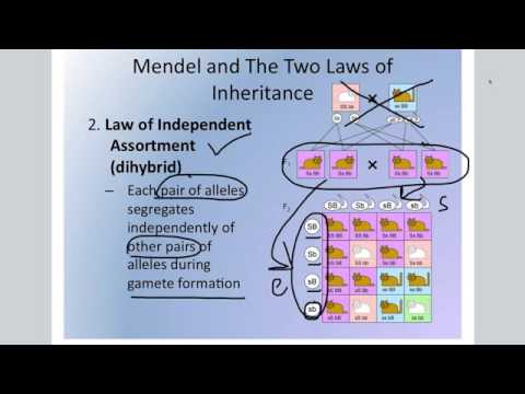 Mendelian Genetics