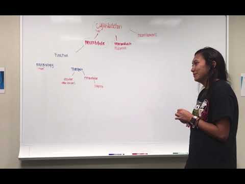 Biology 1403 Concept map: cytoskeleton