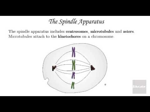 Cell Division Mitosis