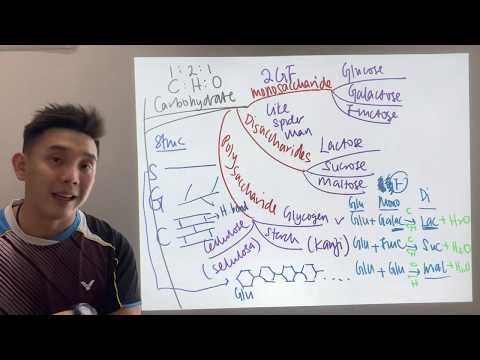 SPM Biology Form 4 : Carbohydrates (Mind Map)