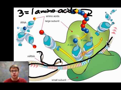 Unit 5 Review - Genetics