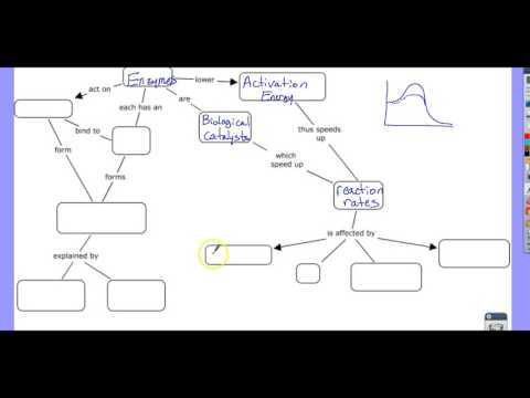 Enzyme Concept Map